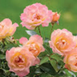 Meet your Posher, Cristina